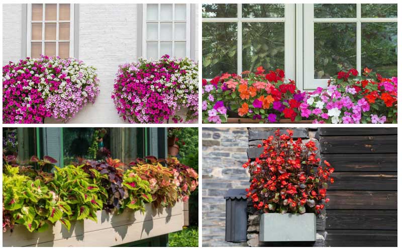 Window Boxes – Enjoy Your Flowers from the Inside