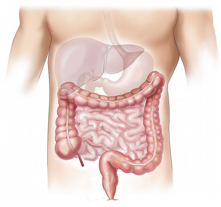 Exactly how your weight impacts your liver