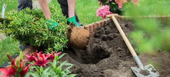 Thus, here are few gardening tips for beginners