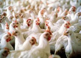  Health and Safety Tips for Trading Poultry