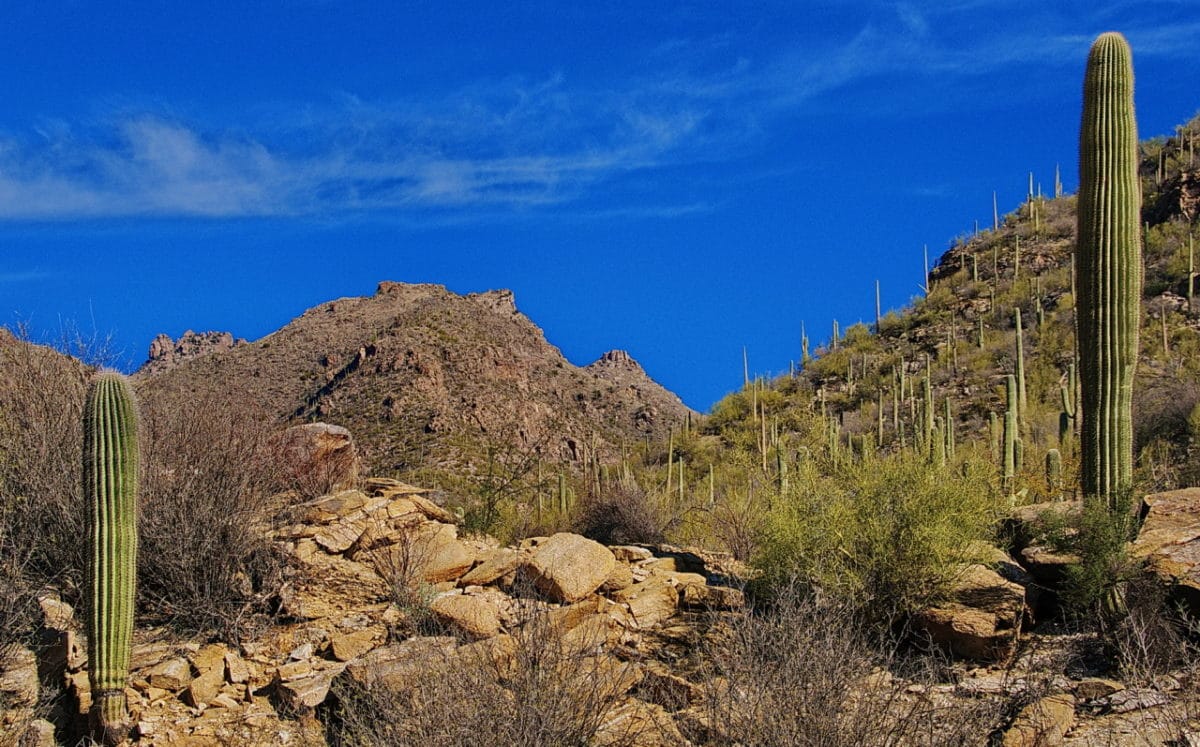9 Best Things to Do in Tucson