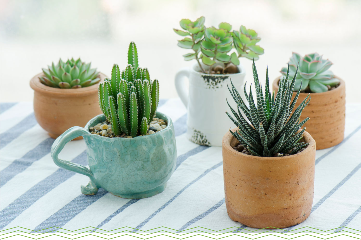  How long can succulents stay in small pots? 